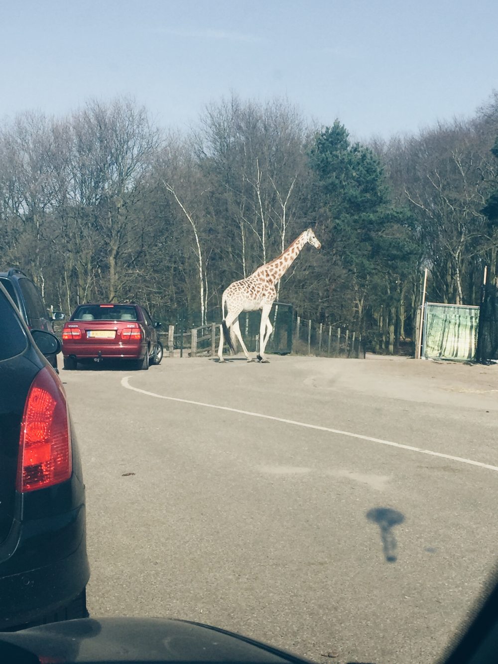 Giraf op de baan